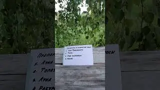 Как вылечить мяту от мучнистой росы?