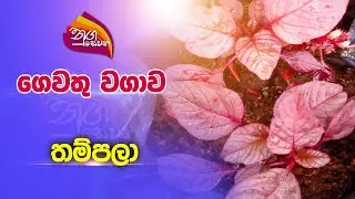 Nugasewana | ගෙවතු වගාව - තම්පලා | 2023-01-16 | Rupavahini