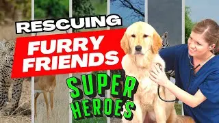 Rescuing Our Furry Friends | The Heroes Among Us