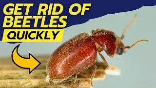 How to Get Rid of Drugstore Beetle Infestations : Super Effective Solutions