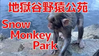 Monkeys enjoy Hot Springs! ♨️🙈 Snow Monkey Park