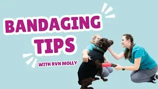 Bandage care with registered veterinary nurse, Molly
