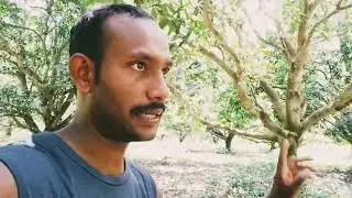 viral amtala picnic spot