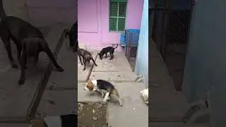 Potty Training of 2 Labradors - Tommy & Karuppu