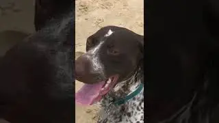 Seaside Joy