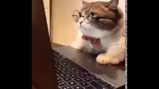 Slimme kat