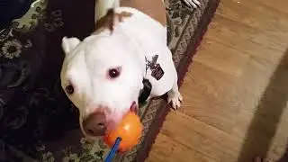 Service dog random training w/ toy reward