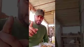 هذا الحمام على العراق وقاهر السلالات وعلى الاخ عامر الساعدي وكل من لديه حمام من دون احبابي ومحافظتي