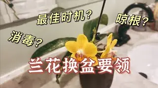 蝴蝶兰一换盆就挂？到底什么时候才是换盆最好时机？一定要根部消毒吗？一定要晾根吗？本期视频给你答案！坐标多伦多 2021-04-06