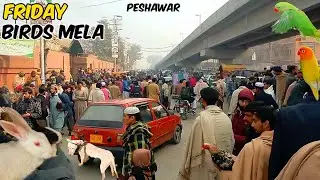 Birds Mela In Peshawar | Friday Birds Mela Peshawar | Peshawar Birds Market