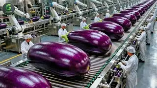 Inside Asia&rsquo;s Biggest Eggplant Farm! Complete Journey: Seed to Harvest