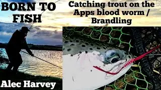 Fly fishing - Catching Rainbows on the Apps blood worm /Branding.