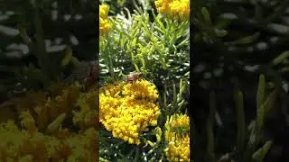 #Table #Mountain #CapeTown #Hover #Fly #Eristalinus #taeniops #Band-Eyed #Drone