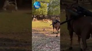 Markhor in Action with Machine Gun #funny #funnyanimals #short