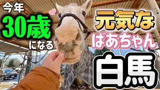 今年30歳になるおばあちゃん白馬ロスちゃんが元気に毎日を過ごす姿がコチラです。（馬動画短編集）【ツルマルボーイ様のシモベ】