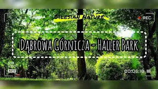 Tranquility Oasis: Park in Dąbrowa G&oacute;rnicza (~3min Escape with Trees, Grass, and Nature Sounds)