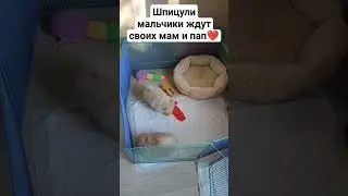 #животные #spits #spitz #шпиц #мишка #померанский #померанскийщпиц #щенок #шпицуля #мейнкун