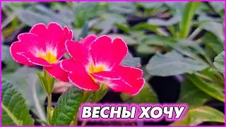 Хуторские будни: тонна брикетов и тепличные хлопоты 