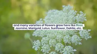 Describe An Important Flower Of Your Country |Latest IELTS Cue Card | Explanation in English | 8.0