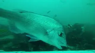 Dhuie & Friends 1