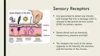 Stimulus-Response Model