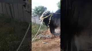 Black tiger Ongole jathi gittalu power full gittalu #shorts