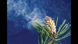 How does wind pollination take place in plants?