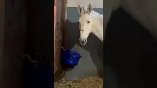 Arnie the Mule - Trying New Feed Bucket