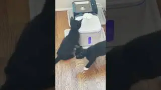 Kitten&rsquo;s First Time at the Big Cats&rsquo; Water Fountain!