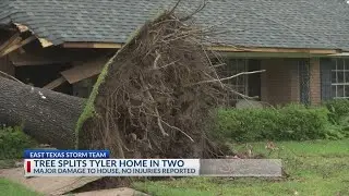 Tyler house split in half due to fallen tree