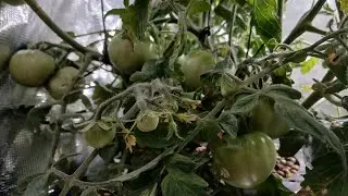 Winter Tomatoes.1/25/2026. two months into it. #hydroponics #tomatoes #wintertomatoes