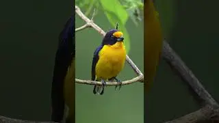 Gaturamo-verdadeiro (Euphonia violacea) Nome em Ingl&ecirc;s: Violaceous Euphonia