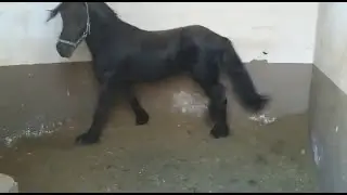 Friesian Horse displaying a stable vice,  stall walking.