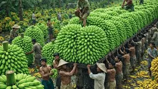 The Golden Season Begins: Inside Large-Scale Banana Harvesting by Farmers
