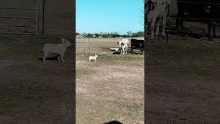 Don&rsquo;t Mess With The Frenchie!😉😂 #frenchbulldog #scary #farm #farmlife