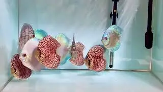 Imported discus at Coimbatore
