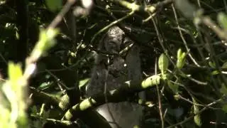 juv owl safe