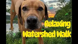 Relaxation Nature Walk: Soothing Music for Stress Relief & Happy Dog at Watershed Nature Center