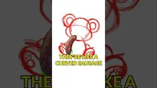 How to Draw A Cute Cartoon Koala in 1 minute