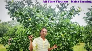 Vietnam Malta Farming/Baramasi Vietnam Malta Lemon Plant /Vietnam Malta Mosambi- Call -8926100200