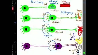 Overview of Autonomic Nervous System Basics