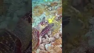 Hawksbill Turtle Feeding, Indonesia