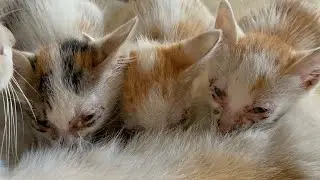 Little kittens that’s very decision mommy’s milk | LUCY Official 