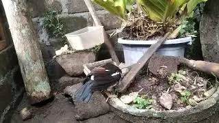 LIHAT JALAK SUREN MAKAN PISANG LAHAP