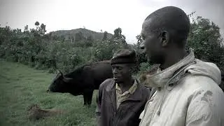 Partenariat pour l'élevage bovin et la filière laitière au Sud Kivu avec appui UE à l'ONG Solifem