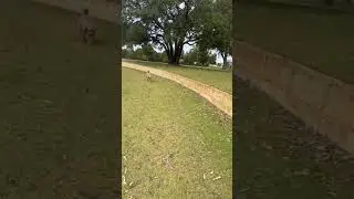 Swoopy boi v hound in a Perth park