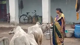 Village Life 🌹 Cow And Bullock Lovers