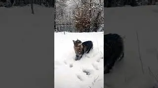 Cat Simba Delighted by Falling Snowflakes! #catjoy #winterwonderland #snowyadventure #CatInSnow
