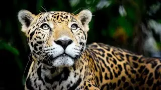 Floods Wildlife and the Cycle of Survival (Animal Documentary)