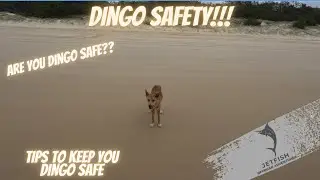 DINGO SAFETY ON (K'GARI) FRASER ISLAND